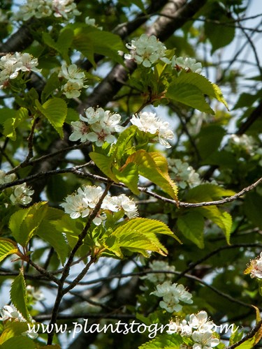 Korean Cherry (Prunus maximowiczii)